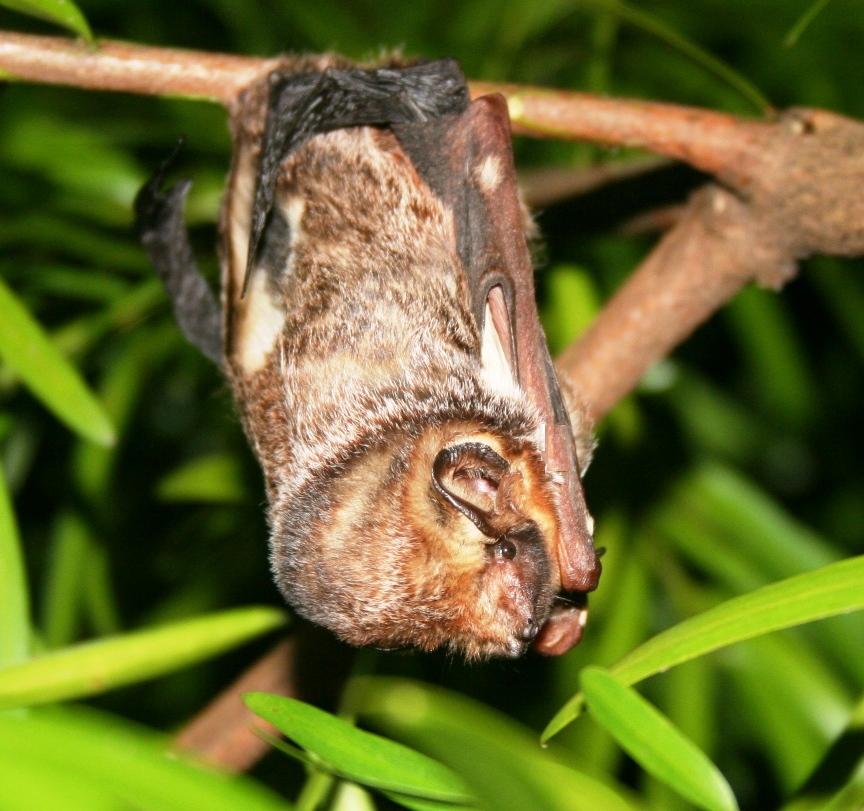 Hawaiian hoary bat roosting on vegetation, Hawaii Island. U.S. Geological Survey